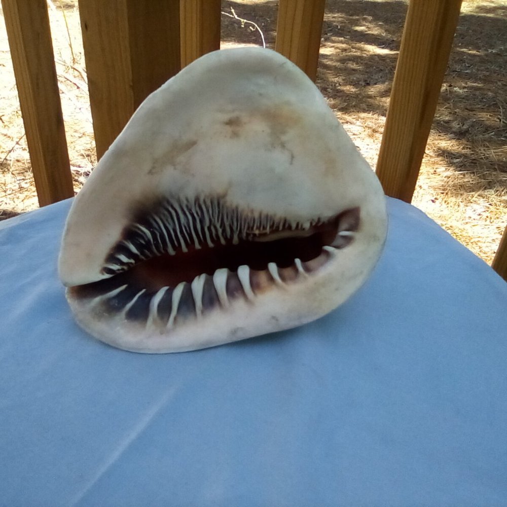 Queen Helmet Conch